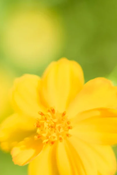 Górny Widok Zbliżenie Pięknego Żółtego Kwiatu Rozmytym Zielonym Żółtym Tle — Zdjęcie stockowe