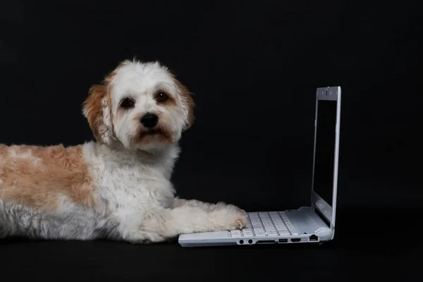 Tiro Foco Seletivo Cão Bonito Com Laptop Isolado Fundo Preto — Fotografia de Stock