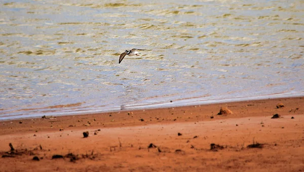 Pequeno Amante Anelado Charadrius Dubius Voo Lado Pequeno Lago — Fotografia de Stock