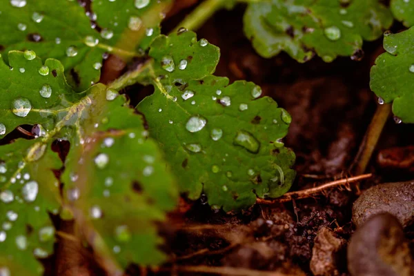 Detailní Záběr Kapek Rosy Zelených Listech — Stock fotografie