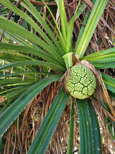 Disparo Vertical Una Sabrosa Fruta Tropical Colgando Árbol Verde — Foto de Stock