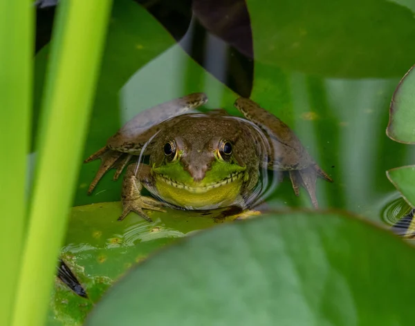 Frog Sitting Its Head Just Water Pond — Stock Photo, Image