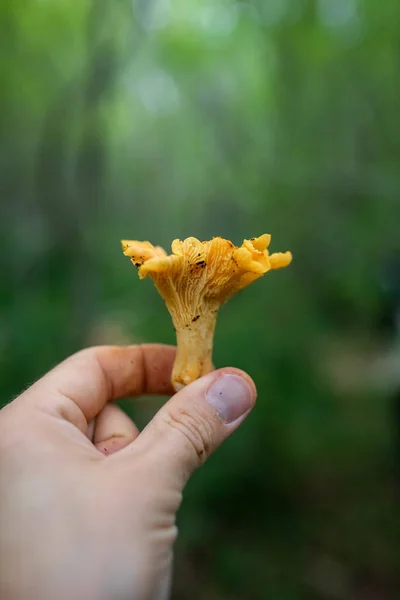 Vertical Shot Man Hand Holding Chanterelle Mushrooms Blurred Background — Stock Photo, Image