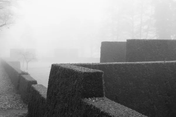 Uma Imagem Tons Cinza Arbustos Cobertos Pelo Nevoeiro Hoetger Park — Fotografia de Stock