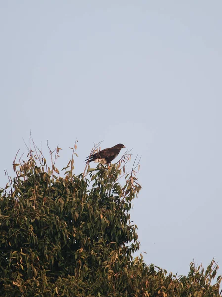 Vertikal Bild Fågel Sittande Trädgren Natur Klar Himmel — Stockfoto