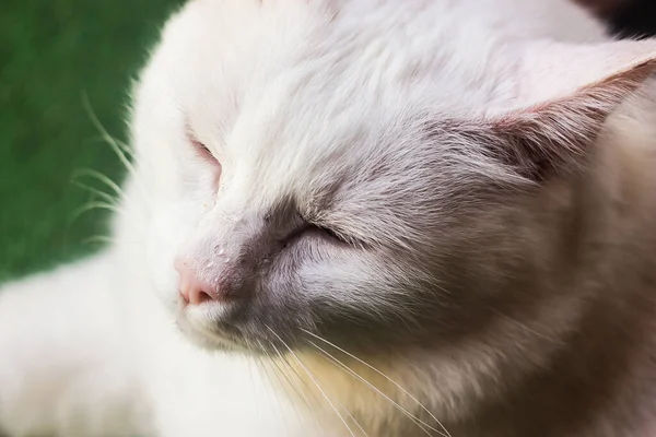 かわいい白い猫の顔のクローズアップ — ストック写真