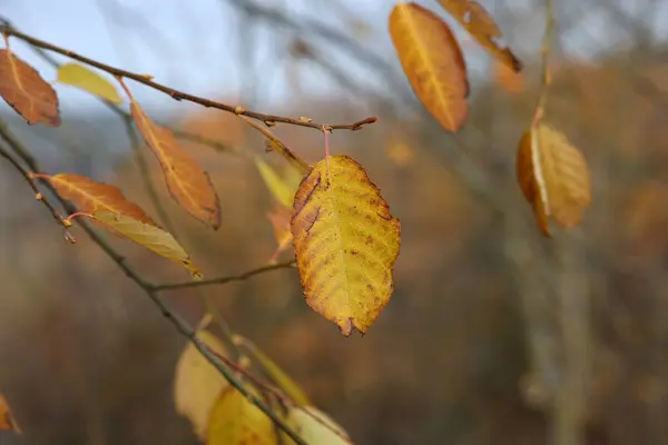 Mise Point Sélective Feuilles Automne Brillantes Sur Des Branches Arbres — Photo