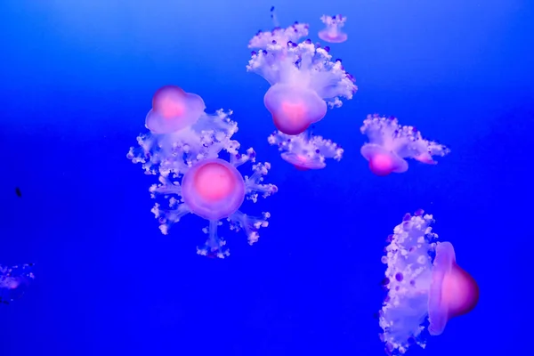 Beautiful Closeup White Pink Poisonous Jellyfish Swimming Clear Blue Water — Stock Photo, Image