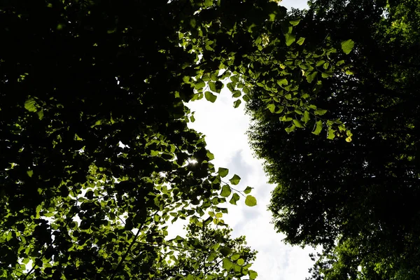 Низькокутний Знімок Свіжих Зелених Дерев Озері Бледі Словенія — стокове фото