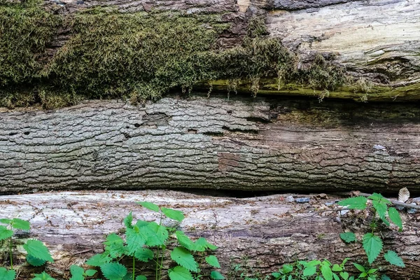 Closeup Big Tree Trunks Covered Moss Stacked Ground — Stock Photo, Image