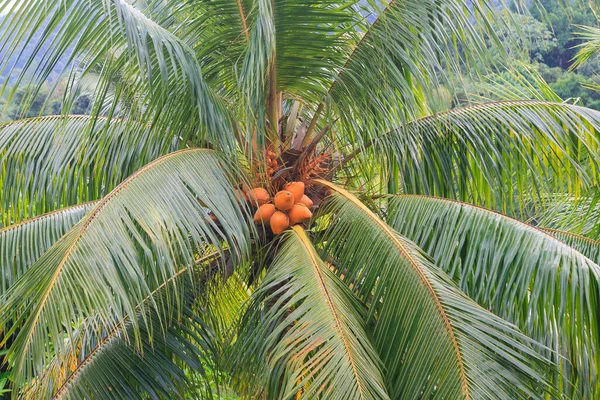 Красивая Кокосовая Пальма Джунглях — стоковое фото