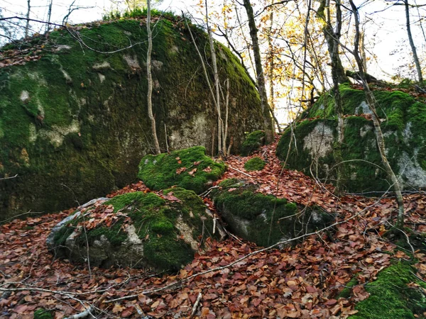 昼間はノルウェーの森の苔で覆われた崖のそばの木 — ストック写真