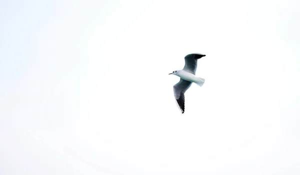 Disparo Ángulo Bajo Una Pequeña Gaviota Laurus Minutus Volando Frente —  Fotos de Stock