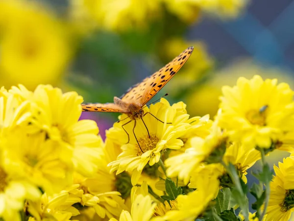熱帯性のフリルの選択的焦点ショット 黄色の花にアルギニス ハイパービオス — ストック写真