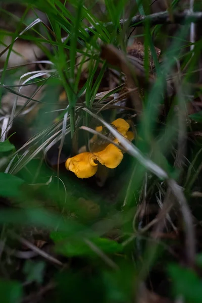 Tiro Seletivo Foco Cogumelos Chanterelle Floresta — Fotografia de Stock