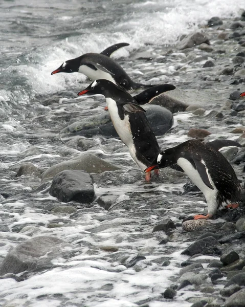 Bedårande Gentoo Pingviner Väg Att Hoppa Vattnet — Stockfoto