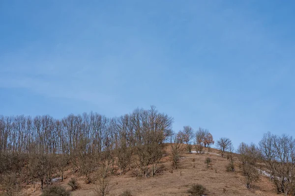 Горизонтальний Знімок Високих Дерев Пагорбі Під Блакитним Небом — стокове фото