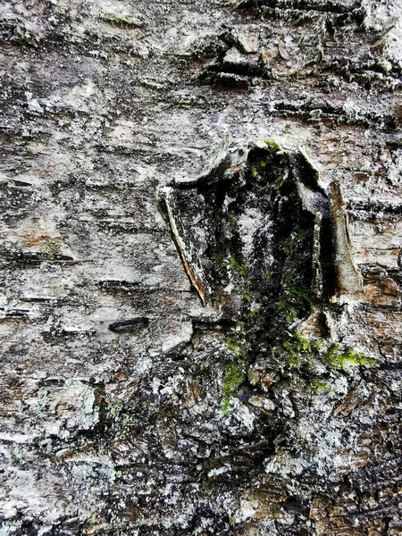 Detailní Záběr Kůru Stromu Pokrytou Mechem — Stock fotografie