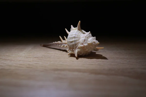 Closeup Shot Snail Shell Laying Ground — Stock Photo, Image