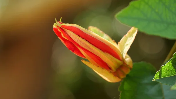 緋色の情熱の花の美しい芽の浅い焦点ショット — ストック写真