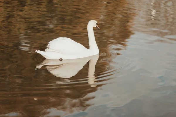 Primer Plano Cisne Nadando Estanque Reflejado Agua — Foto de Stock