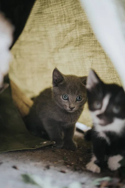 Výběrový Snímek Skrývání Mladých Koček — Stock fotografie