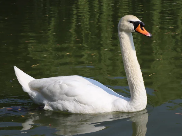 Cigno Bianco Che Nuota Uno Stagno — Foto Stock