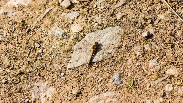 Una Vista Superior Mosca Sobre Una Piedra — Foto de Stock