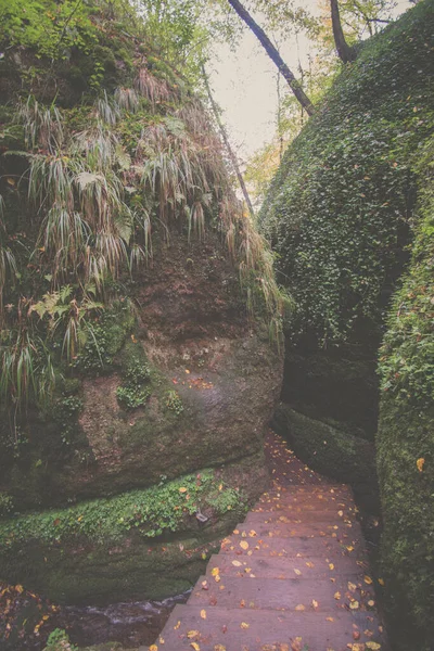 Tiro Vertical Caminho Fino Capturado Uma Floresta Eisenach Outubro — Fotografia de Stock