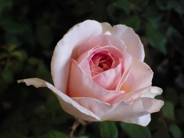 Eine Selektive Nahaufnahme Einer Rosenblume Auf Einem Garten — Stockfoto