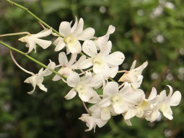 Close Flores Brancas Orquídea Que Crescem Jardim — Fotografia de Stock