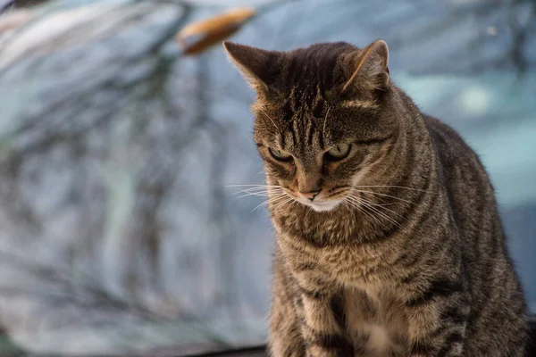 Enfoque Selectivo Gato Marrón Mirando Hacia Abajo — Foto de Stock