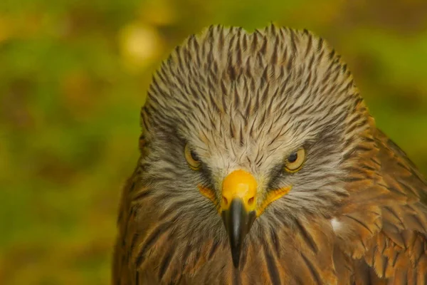 Closeup Shot Black Kite Fierce Face Bokeh Background — Stock Photo, Image