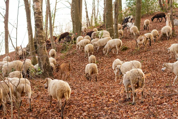 Tiro Foco Seletivo Cabras Capra Aegagrus Hircus Parque Natural Montseny — Fotografia de Stock