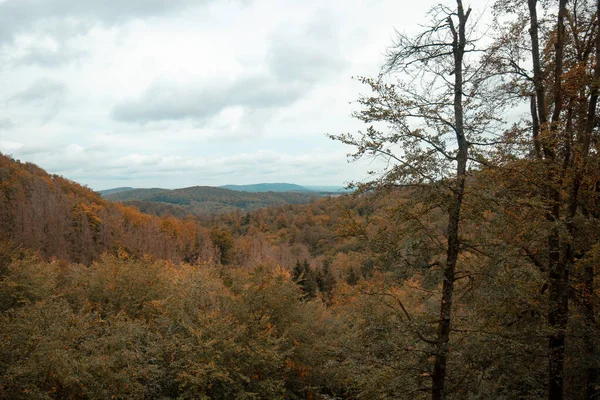 Eine Schöne Aufnahme Aus Einem Herbstlichen Wald Eisenach Deutschland — Stockfoto