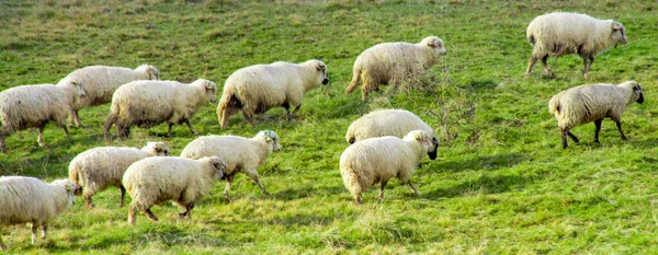 晴れた日には野原を歩いている羊の群れの眺め — ストック写真