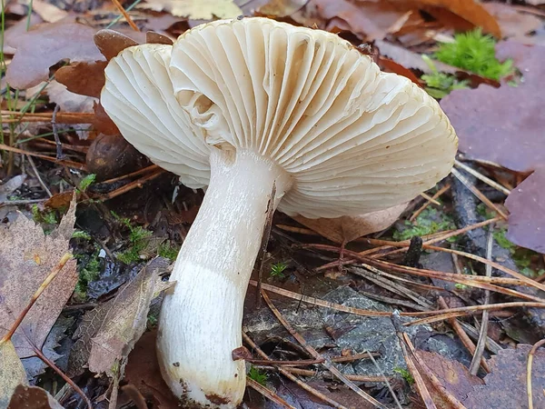 Biały Grzyb Ziemi Jesiennym Lesie Holandii — Zdjęcie stockowe