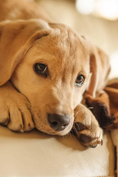 Primer Plano Vertical Una Cabeza Pequeño Perro Marrón Mirando Cámara — Foto de Stock