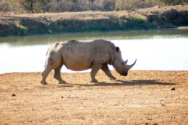 Seul Wildrhinoceros Dans Réserve Gibier Sud Africaine — Photo