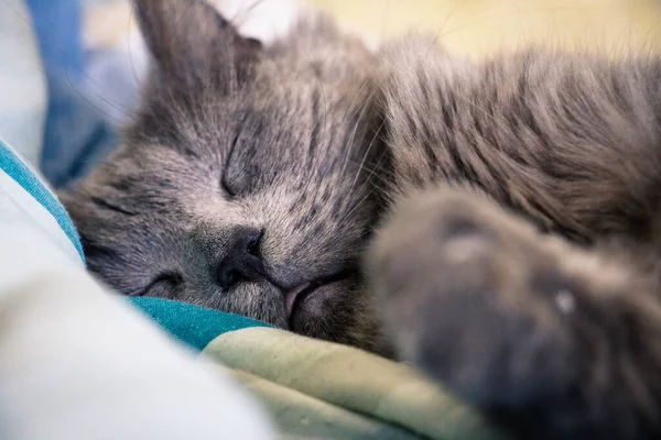 Primer Plano Gato Gris Dormido — Foto de Stock
