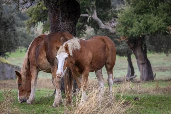 Μερικά Χαριτωμένα Άλογα Βόσκουν Ένα Χωράφι Στην Εξτρεμαδούρα Της Ισπανίας — Φωτογραφία Αρχείου