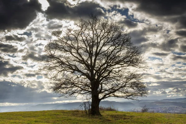 구름낀 아래있는 나무의 가지와 비스듬 — 스톡 사진