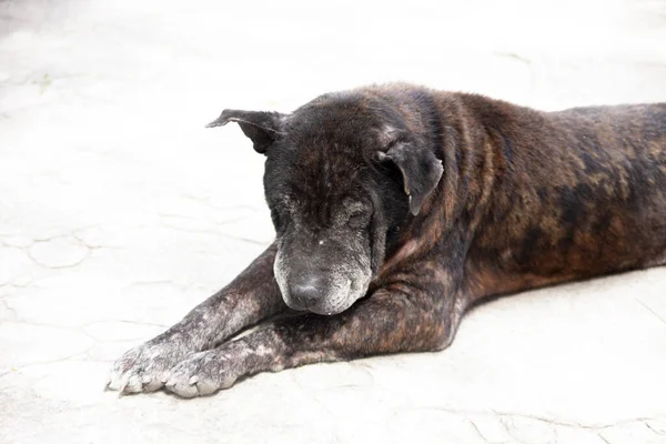 ほこりの多い足の古い犬のクローズアップ — ストック写真