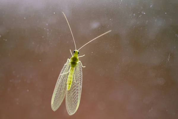 Vibrerande Grönaktig Stank Aphid Bug Flygande Insekt Genomskinligt Upplyst Från — Stockfoto