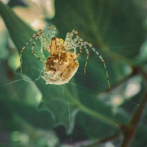 Tela Araña Sobre Fondo Verde —  Fotos de Stock