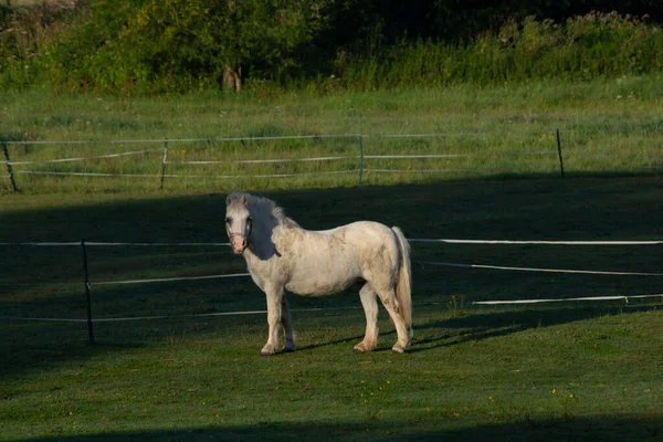 Cavalo Pônei Branco Pasto Verde — Fotografia de Stock