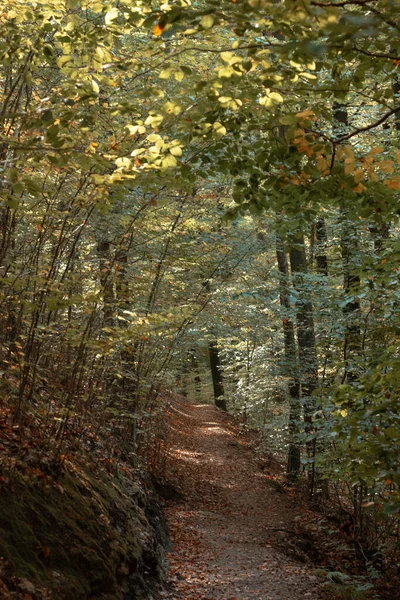 Beautiful Shot Tiny Path Autumn Forest — Stock Photo, Image