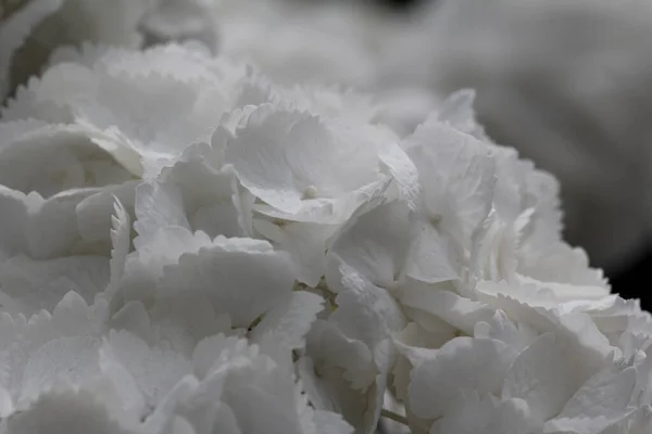 Primer Plano Flores Artificiales Blancas Ramo — Foto de Stock