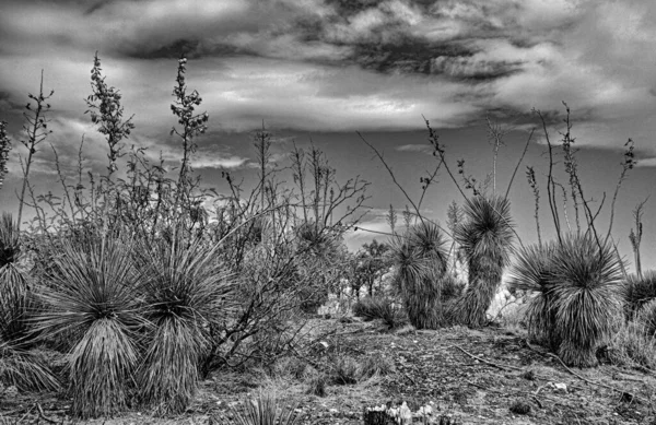 Grayscale Shot Desert Bushes Cloudy Sky — Stock Photo, Image