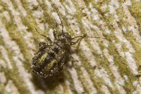 Enfoque Selectivo Del Insecto Rayado Superficie Borrosa —  Fotos de Stock